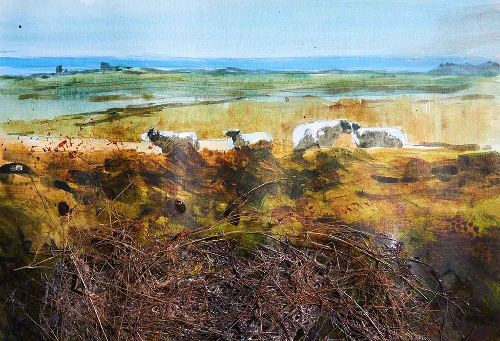 Moorland Sheep